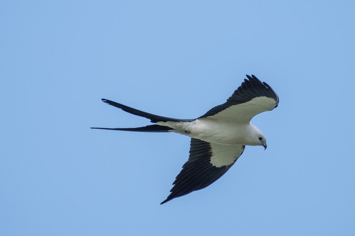 Swallow-tailed Kite - ML445245861