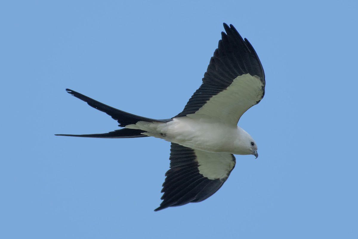 Swallow-tailed Kite - ML445245871