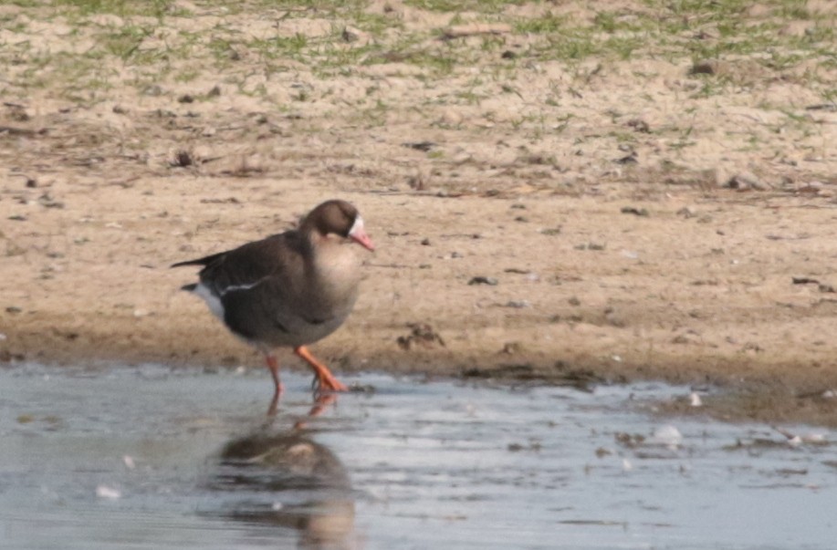 Greater White-fronted Goose - ML445247331