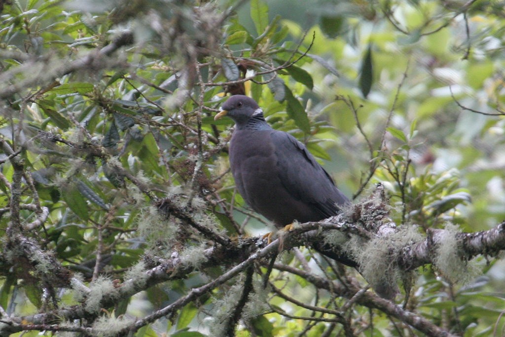 Band-tailed Pigeon - ML44524841
