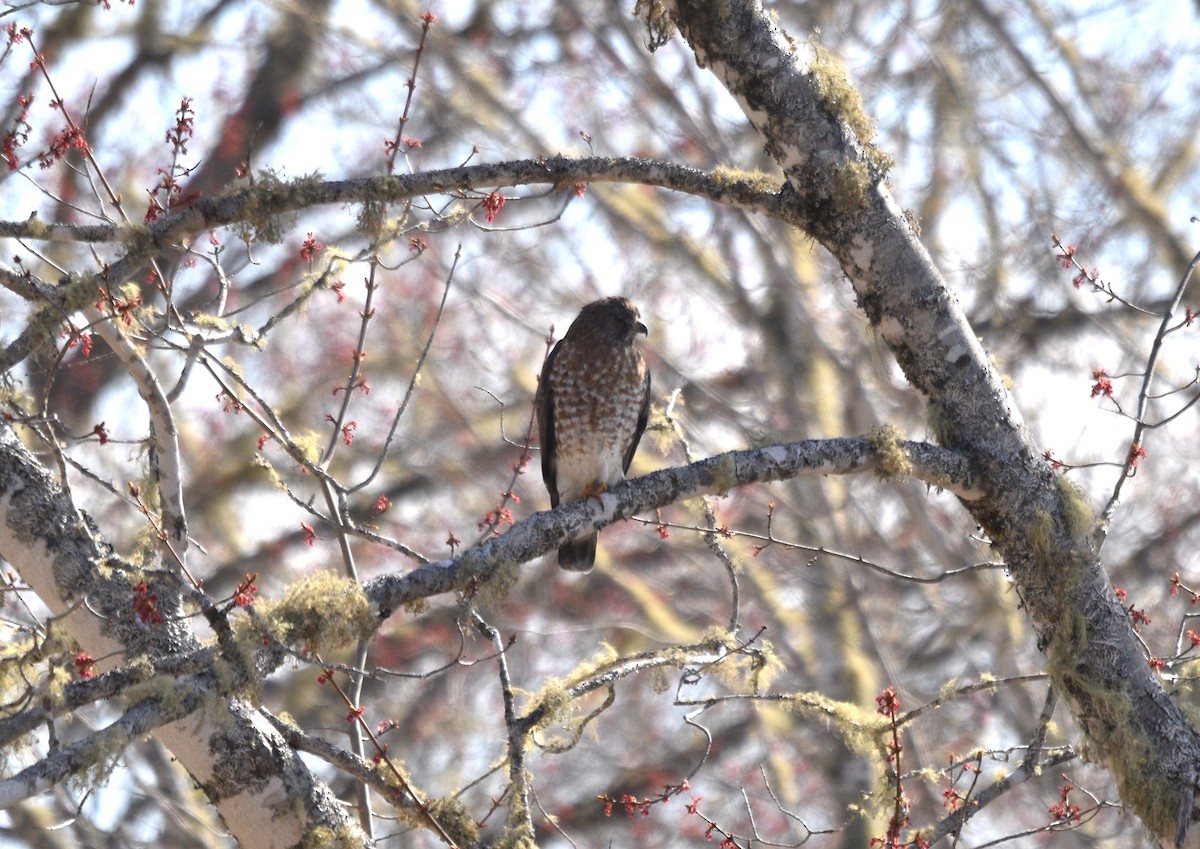 eBird Checklist 7 May 2022 Unnamed Road (between Alton Rd and Fire