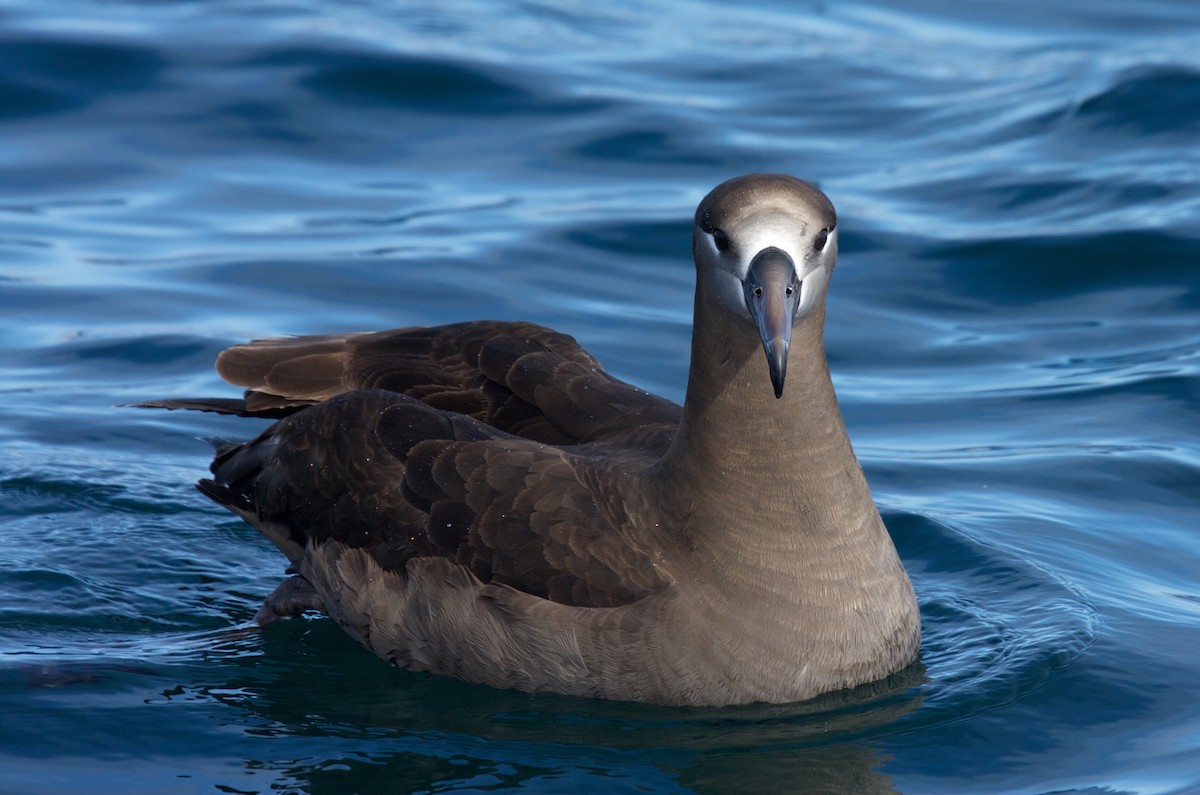 Black-footed Albatross - Matt Brady