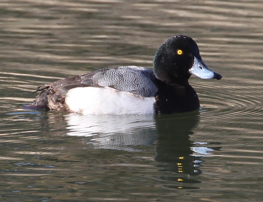 Greater Scaup - ML44526791