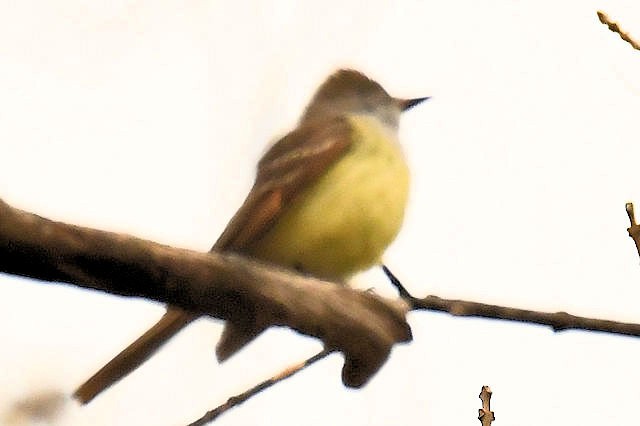 Great Crested Flycatcher - ML445270091