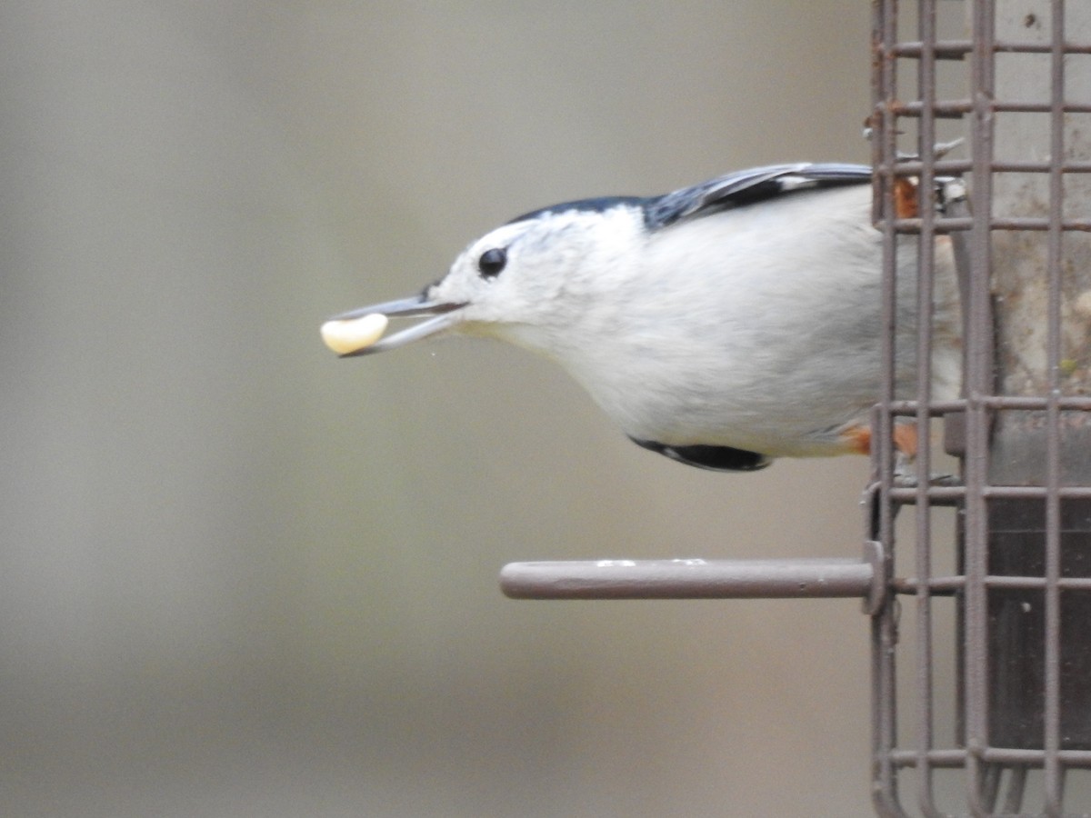 White-breasted Nuthatch - Carlton Noll