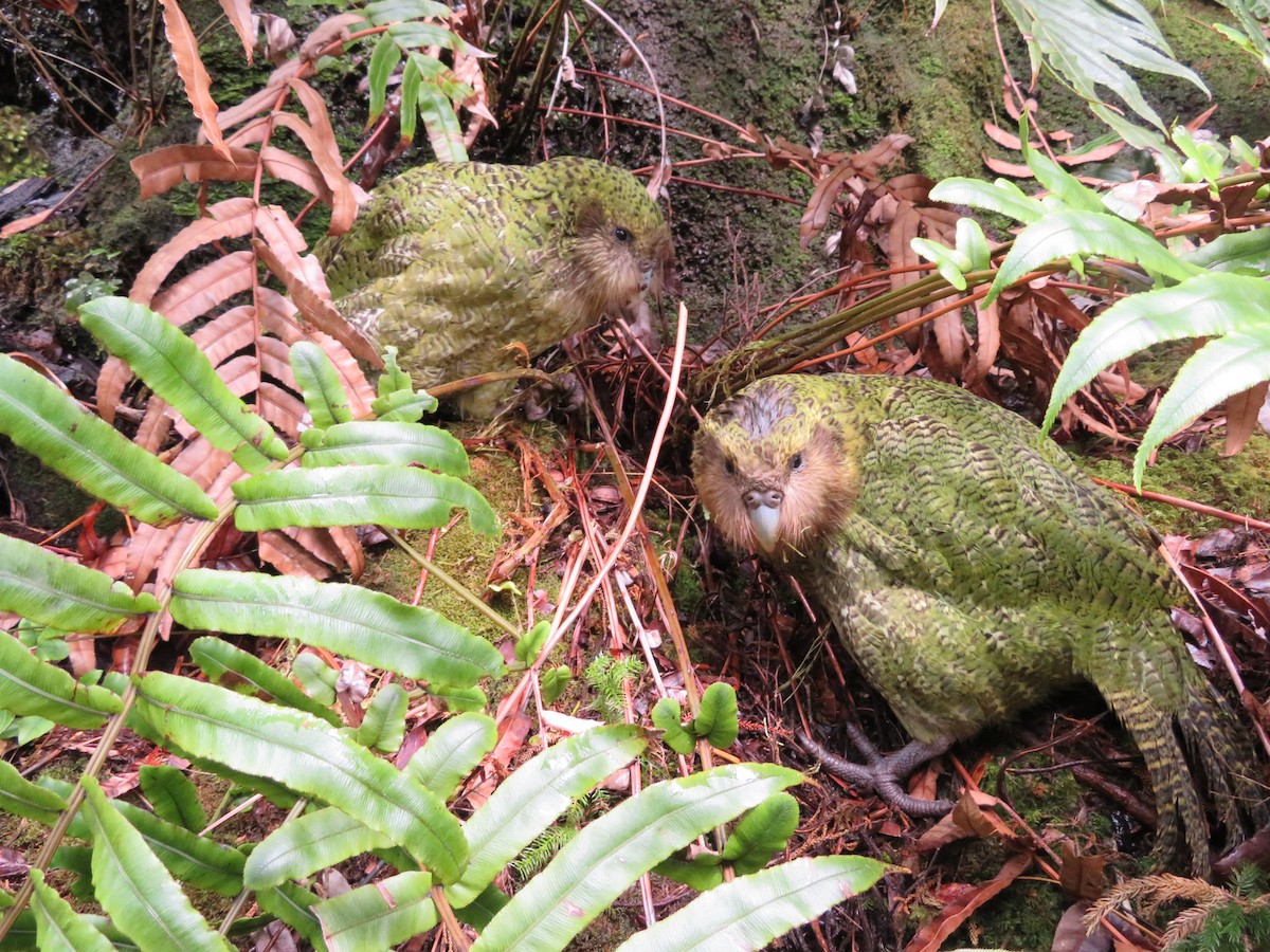 Kakapo - Maggie Evans
