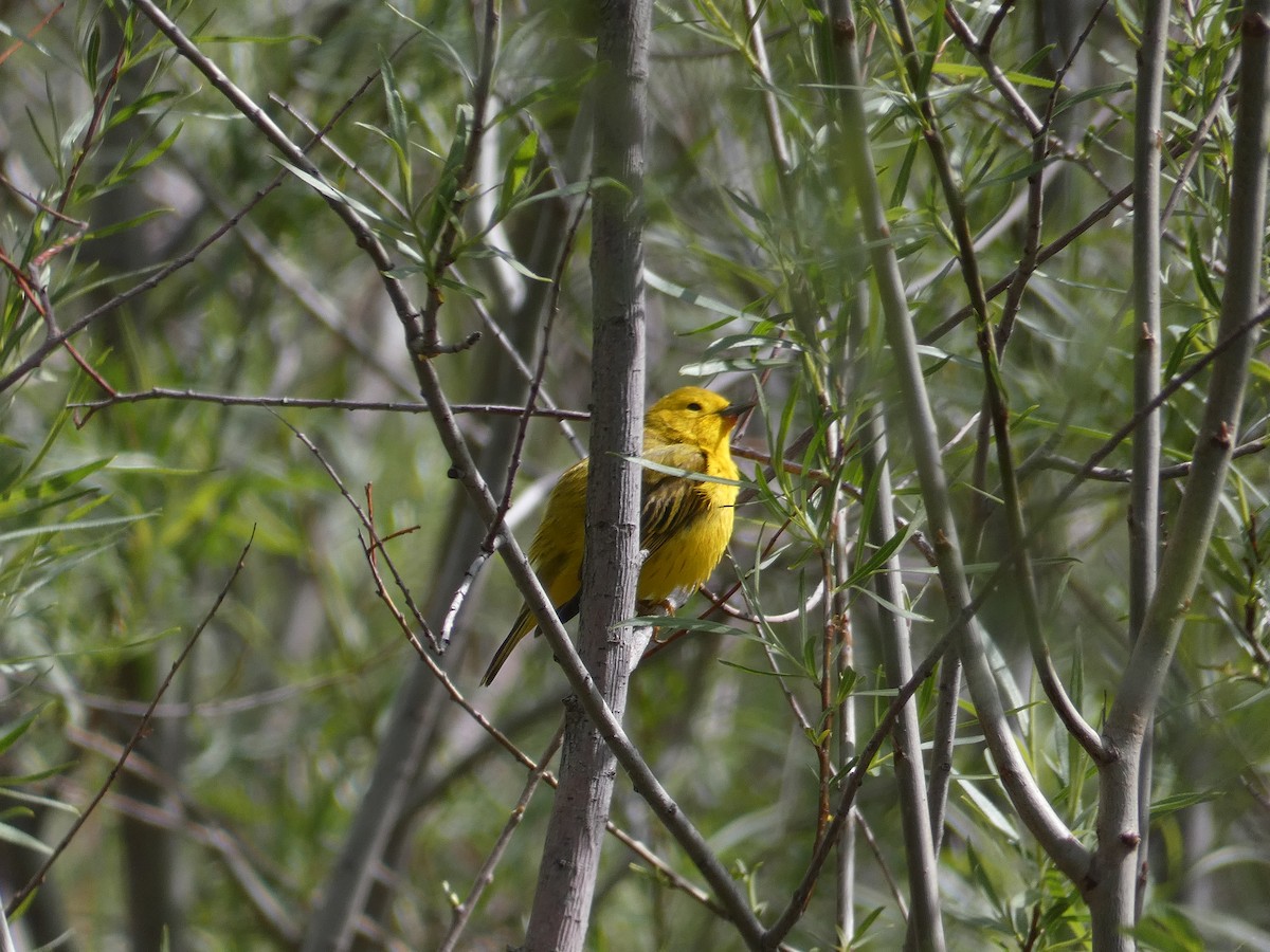 Yellow Warbler - ML445290011