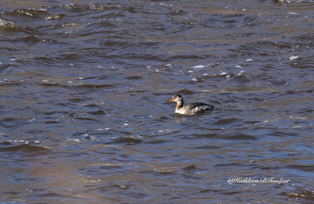 Red-necked Grebe - ML44529401