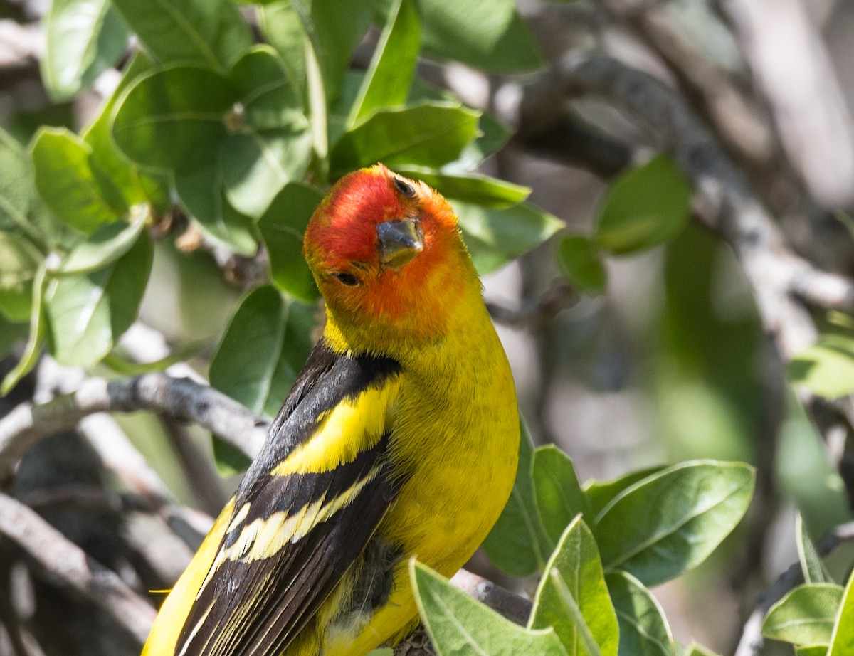 Western Tanager - ML445294081