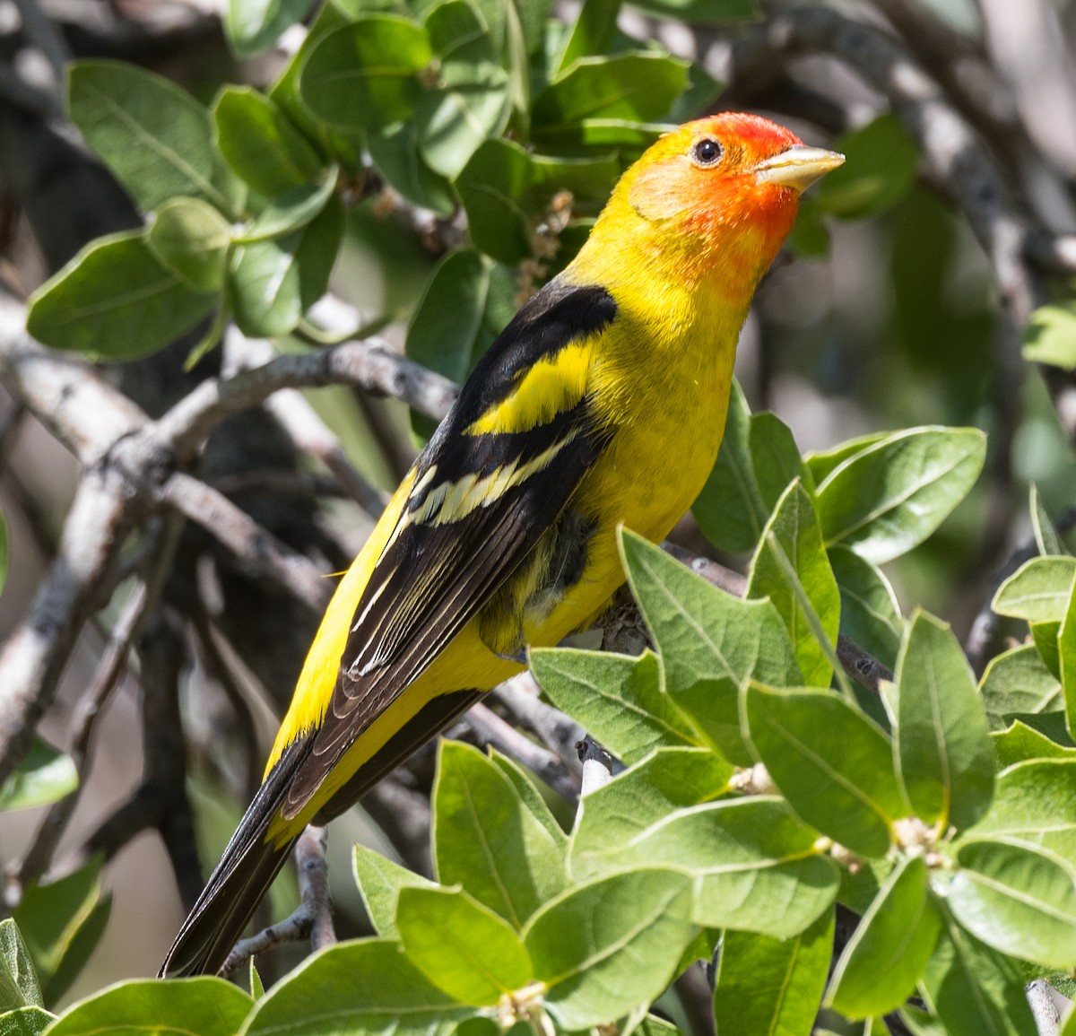 Western Tanager - ML445294111