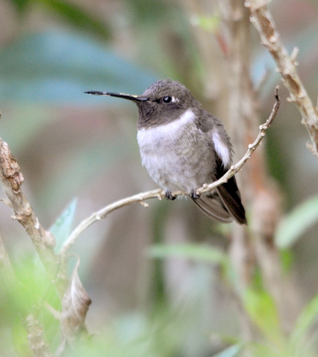 Black-chinned Hummingbird - Kathy Hicks