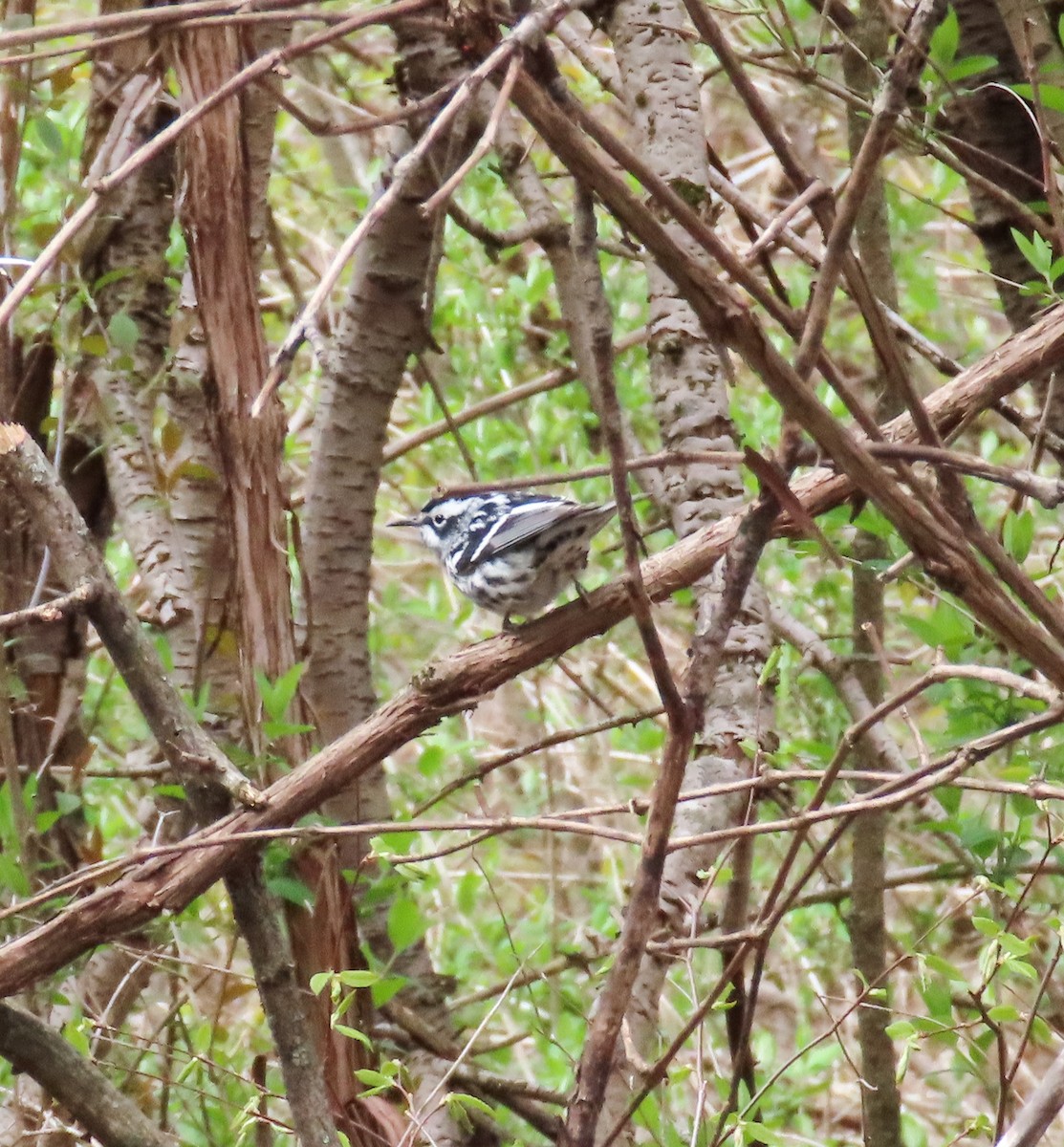 Black-and-white Warbler - ML445298611