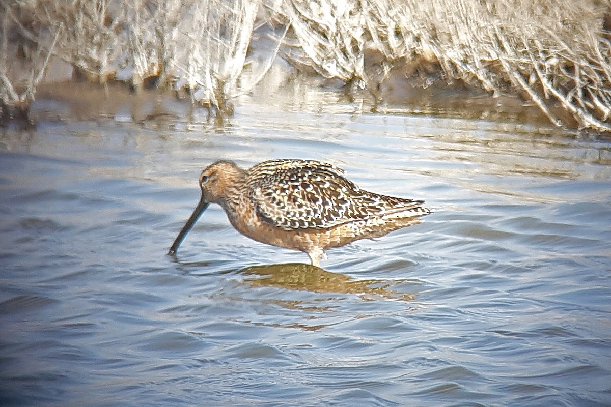 Long-billed Dowitcher - ML445299241