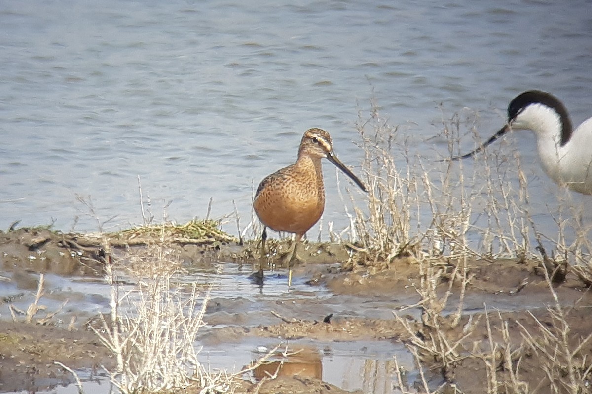 Long-billed Dowitcher - ML445299251