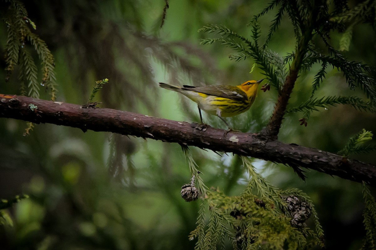Cape May Warbler - ML445306481