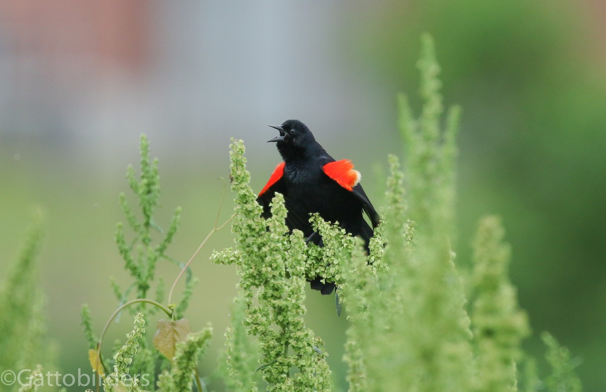 Red-winged Blackbird - ML445306831