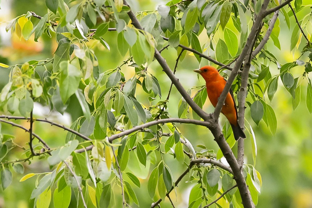 Scarlet Tanager - ML445307641