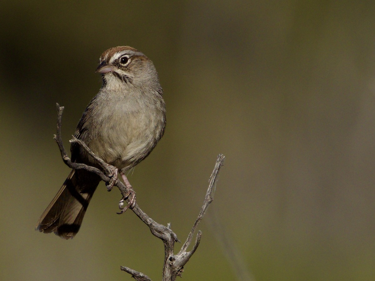 Rufous-crowned Sparrow - ML445308751
