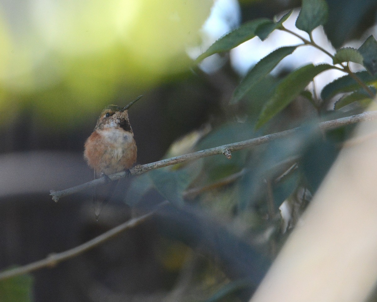 Rufous Hummingbird - Richard Merrigan