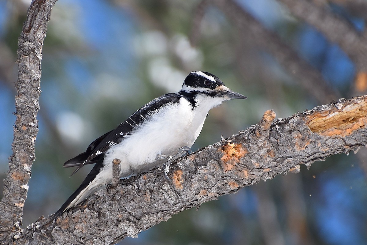 Hairy Woodpecker (Rocky Mts.) - David de Rivera Tønnessen
