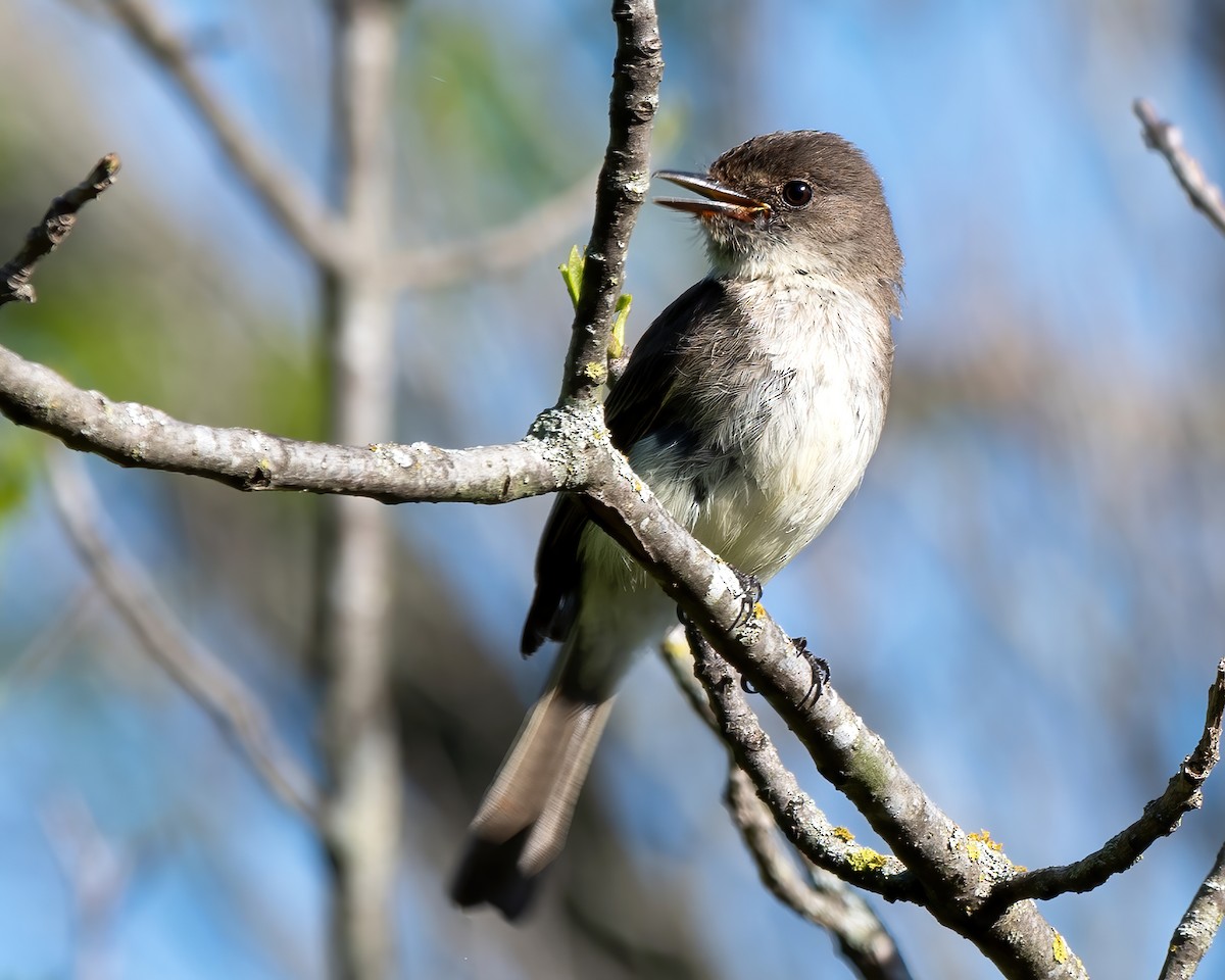 Eastern Phoebe - Mike Yough