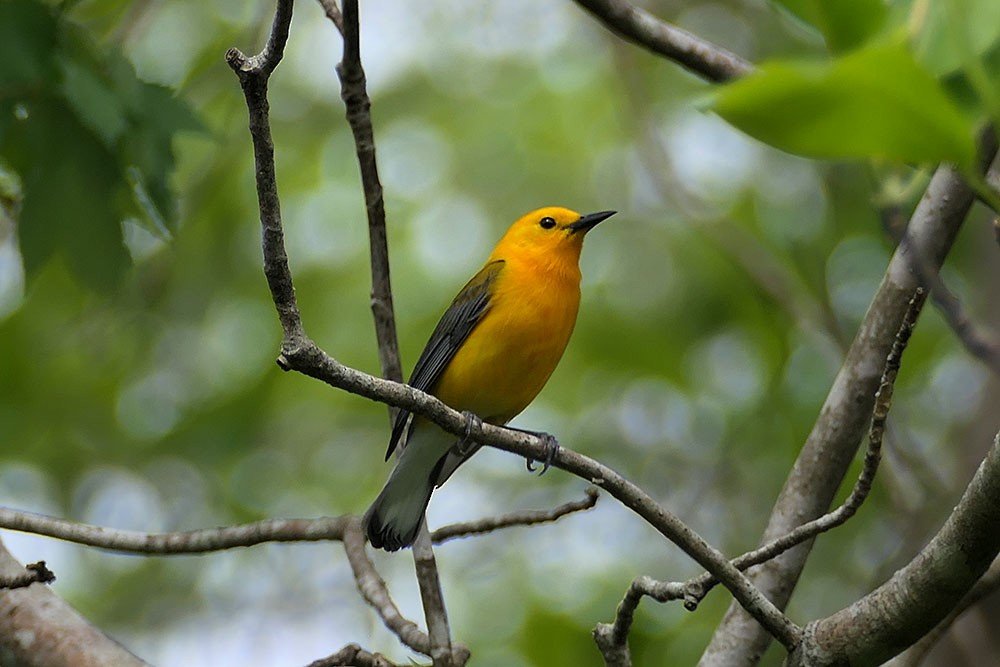 Prothonotary Warbler - ML445314341