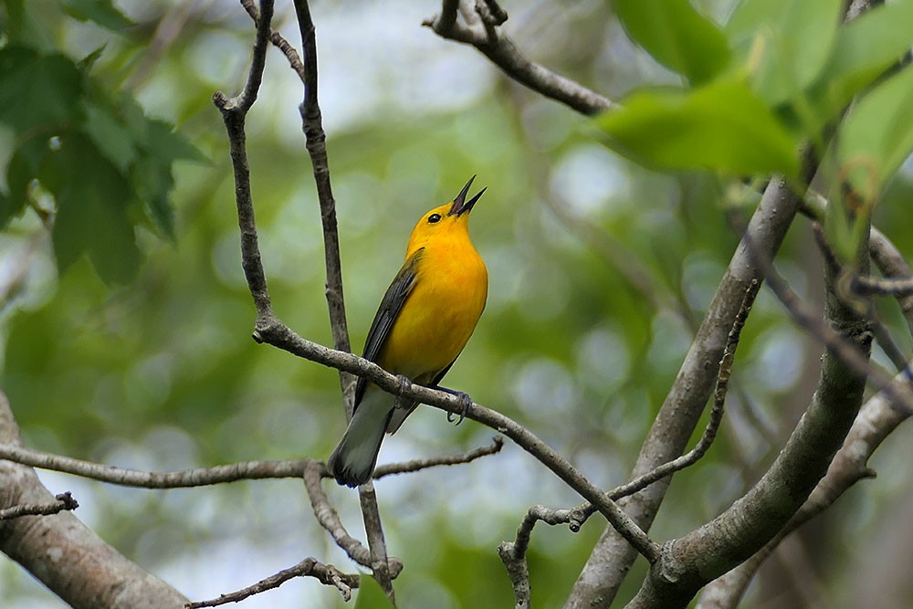 Prothonotary Warbler - ML445314351