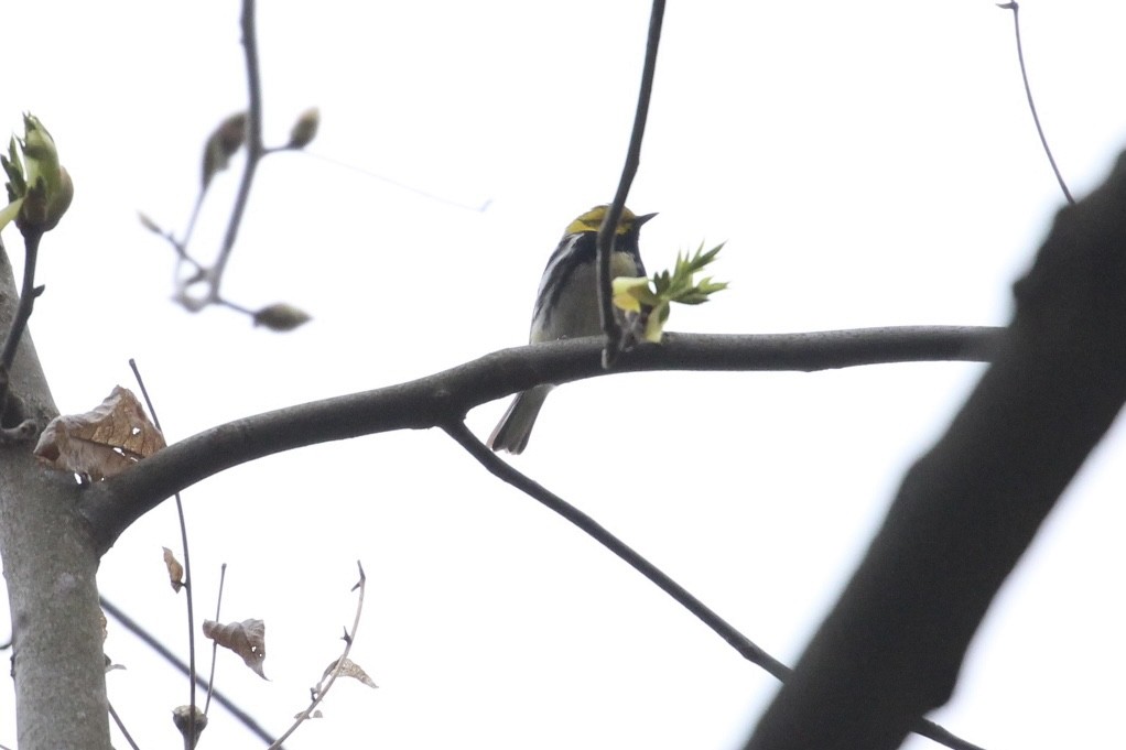 Black-throated Green Warbler - Jonah Saitz