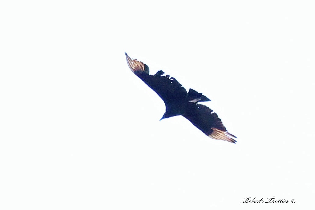 Black Vulture - ML445319041