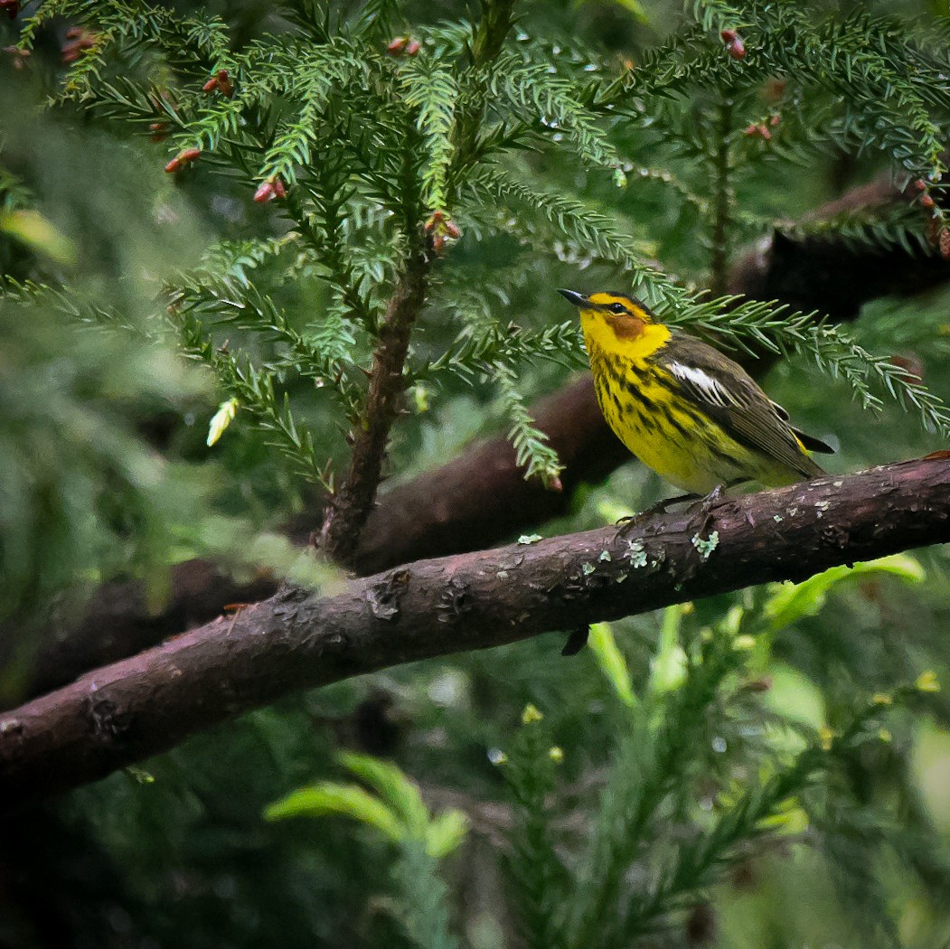 Cape May Warbler - zach lance
