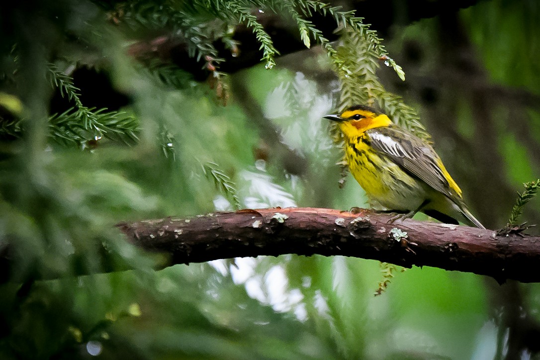 Cape May Warbler - ML445319221