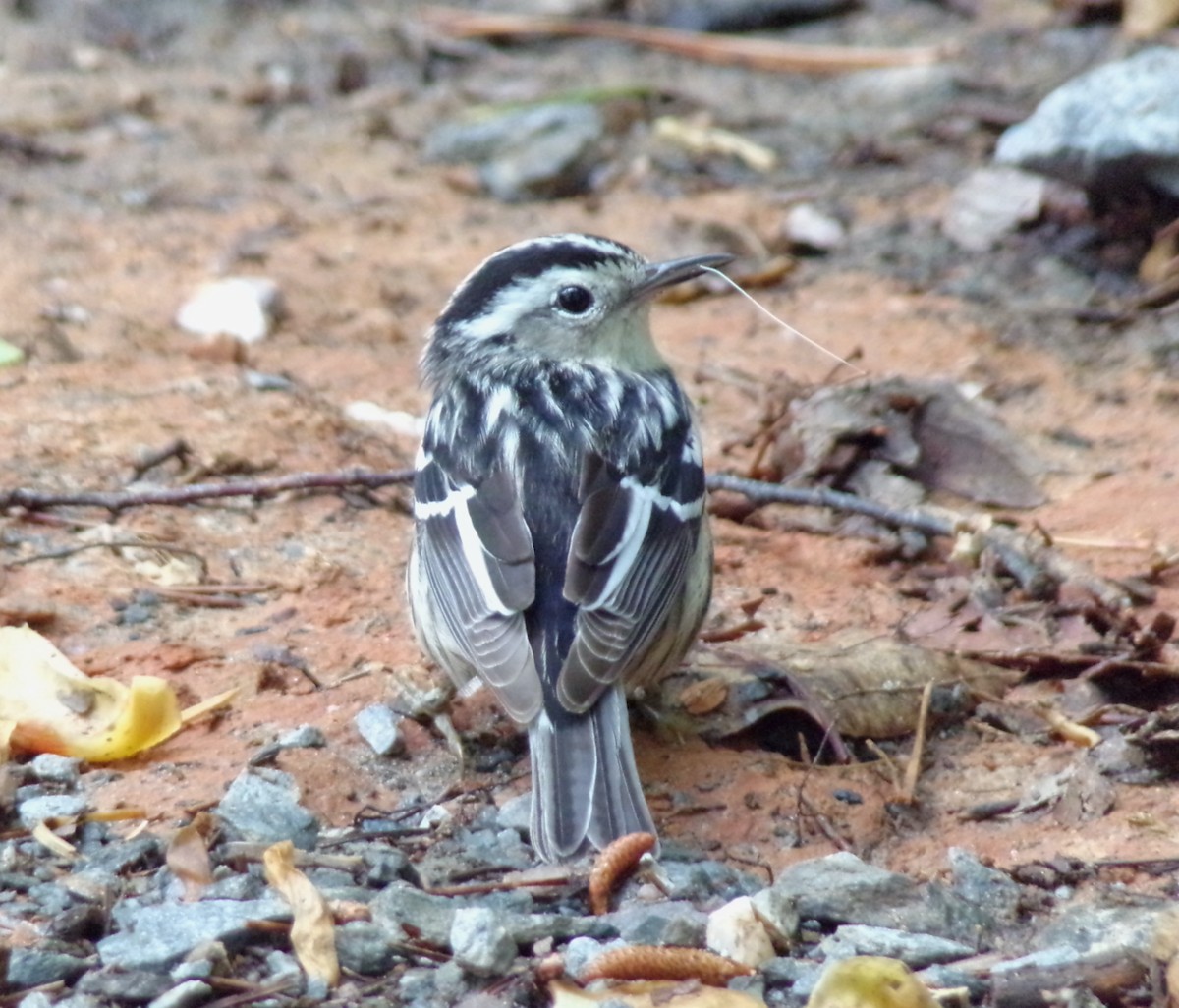Black-and-white Warbler - ML445320431