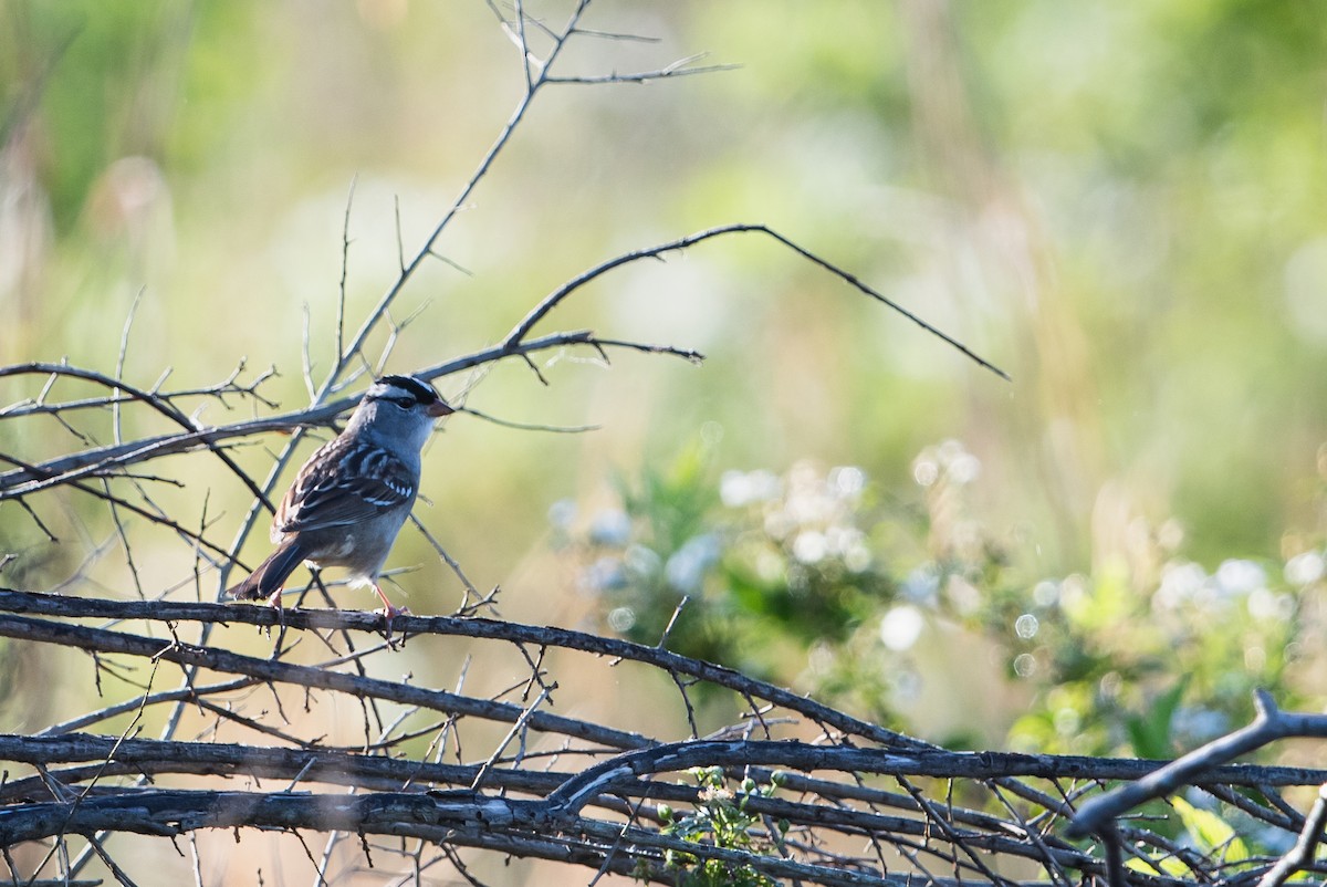 White-crowned Sparrow - ML445323081
