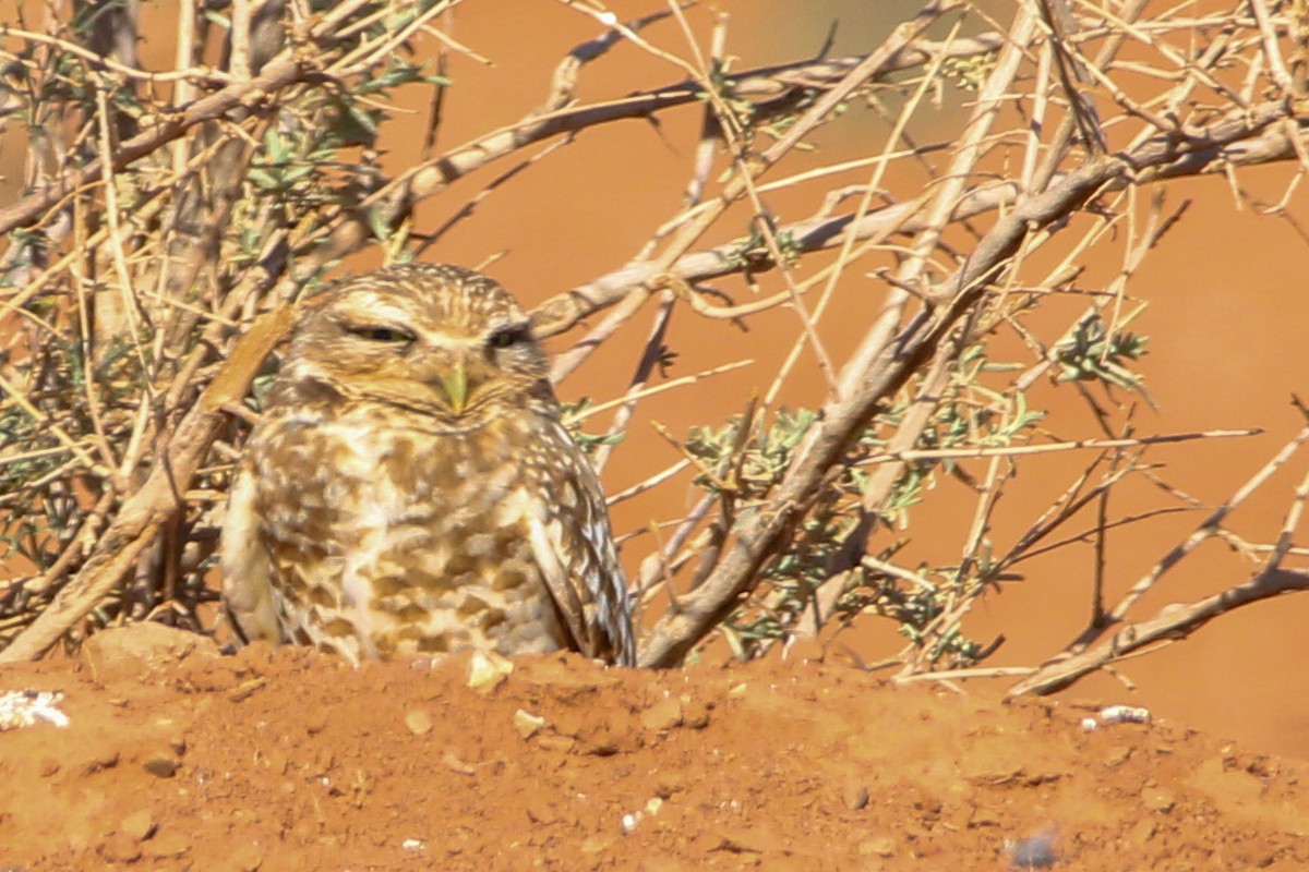 Burrowing Owl - John Wilson