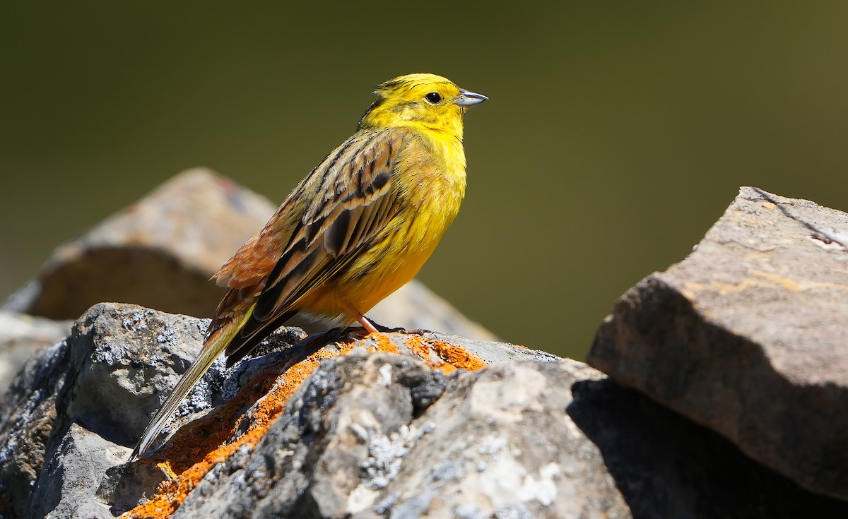 Yellowhammer - Daniel López-Velasco | Ornis Birding Expeditions