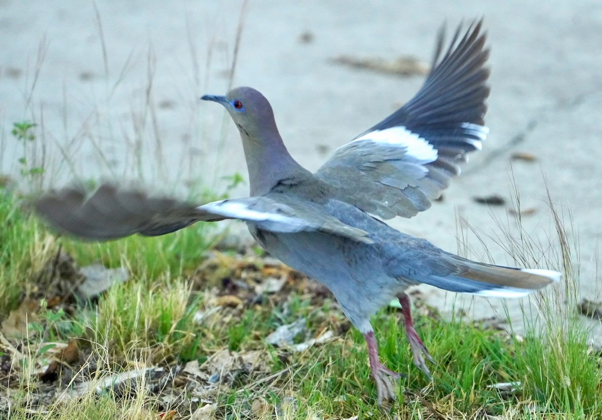 White-winged Dove - ML445337021