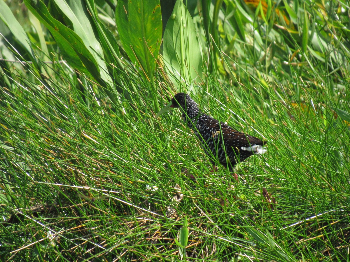 Spotted Rail - ML445354991