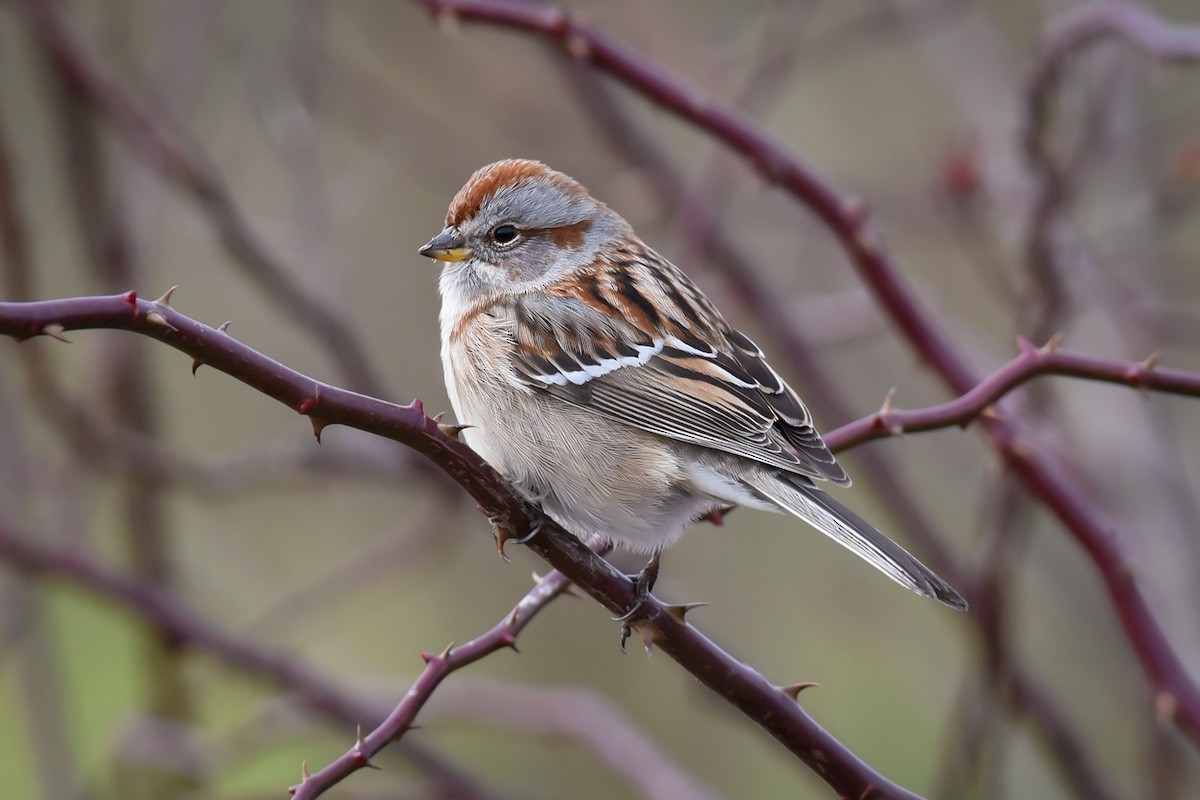 American Tree Sparrow - Scott Martin