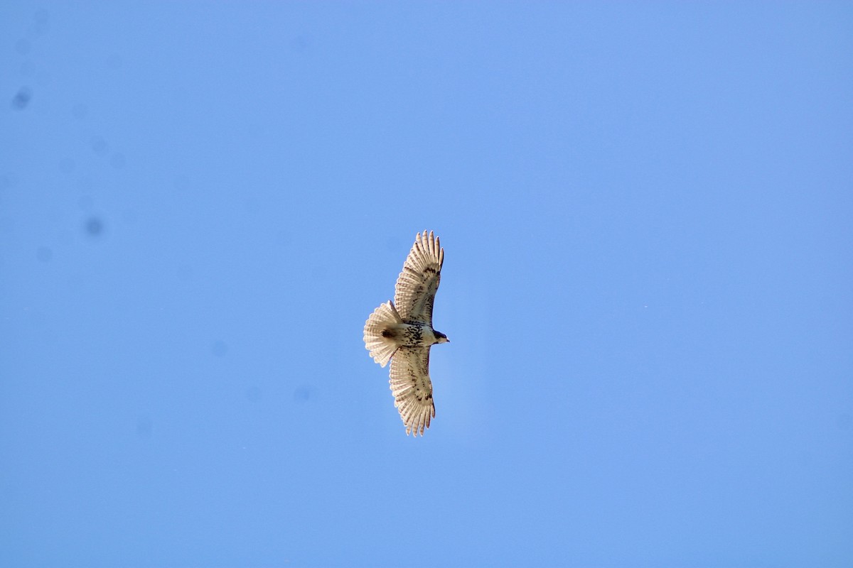 Red-tailed Hawk - ML445367491