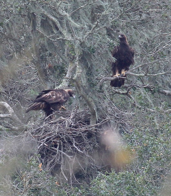 Nest site (California, United States). - Golden Eagle - 