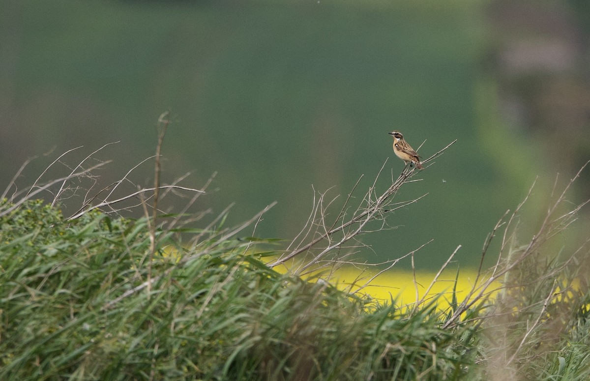 Whinchat - ML445372651