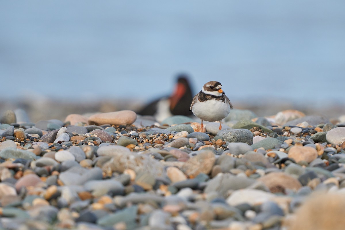 Common Ringed Plover - ML445381611