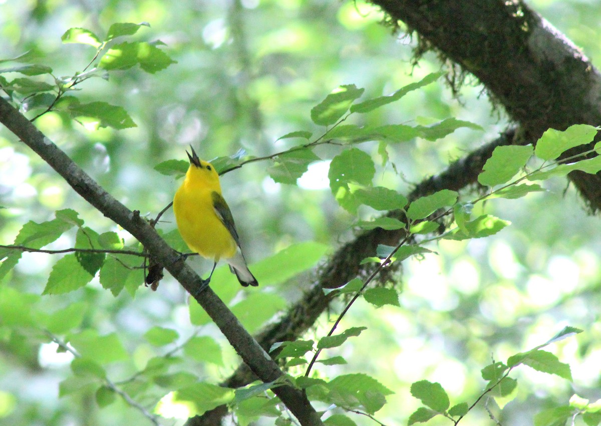 Prothonotary Warbler - ML445382891