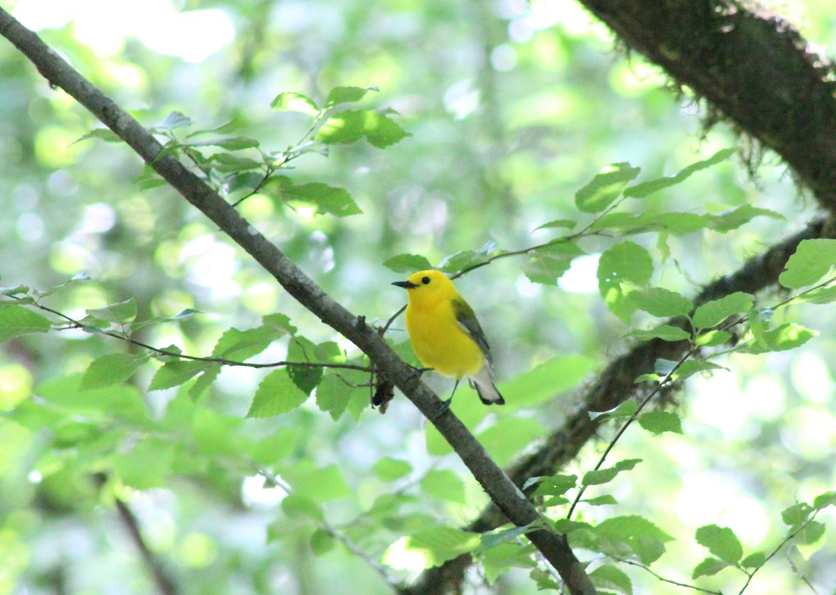 Prothonotary Warbler - ML445382931
