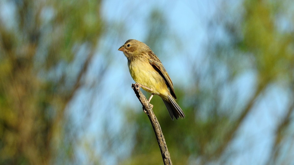 Grassland Yellow-Finch - ML44538561