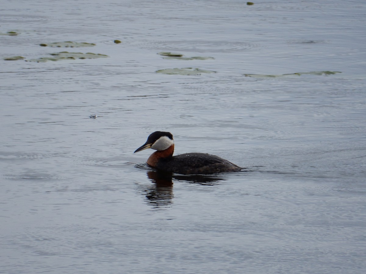 Red-necked Grebe - ML445387961