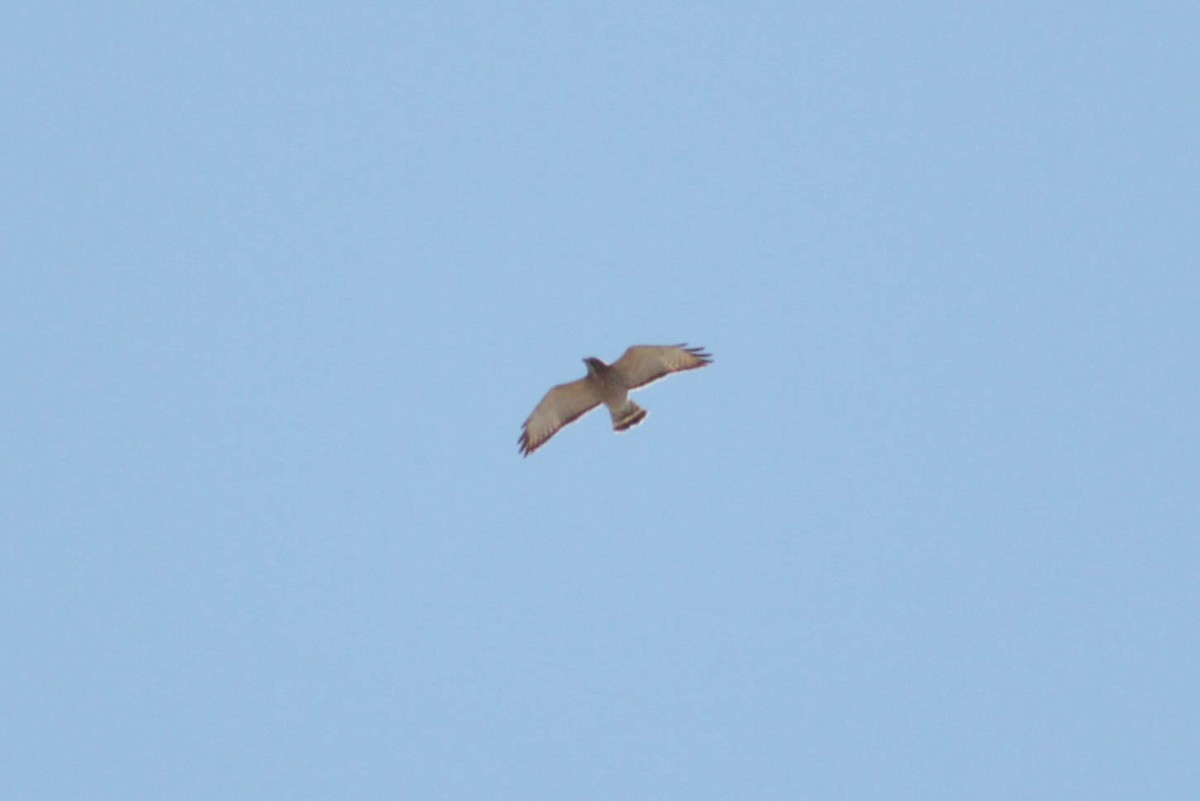 Broad-winged Hawk - ML445389321