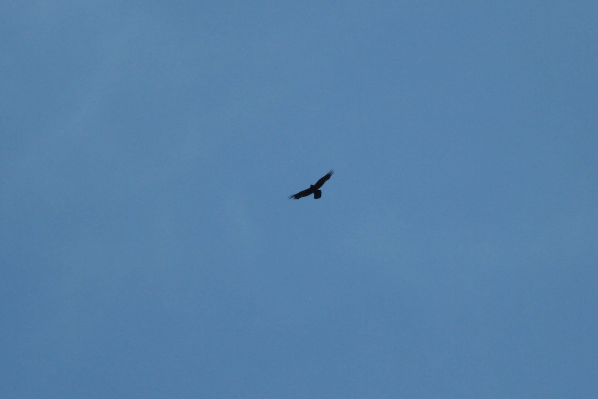 Common Raven - Marshall Iliff
