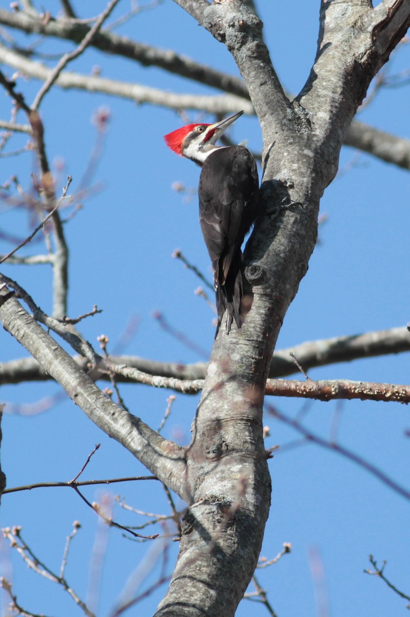 Pileated Woodpecker - ML445389921