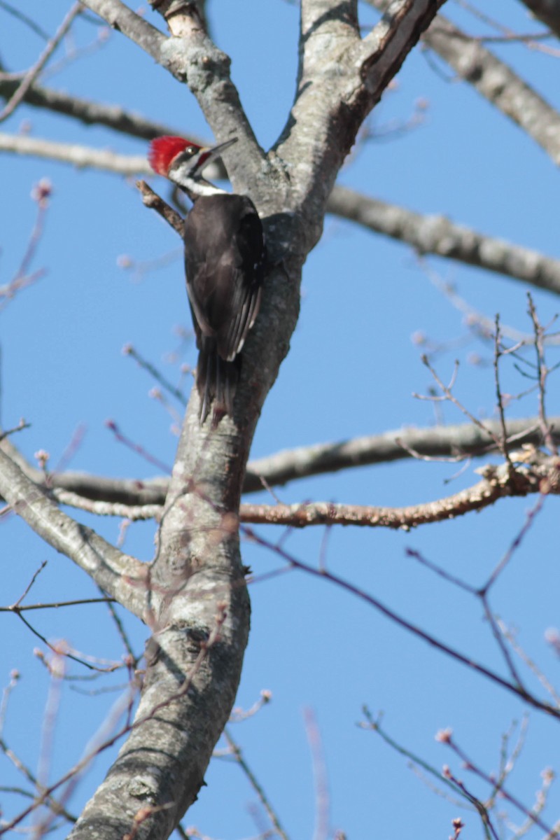 Pileated Woodpecker - Marshall Iliff